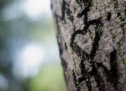Cuore sullalbero
