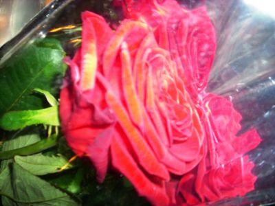 Rose rosse a mare