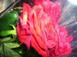 Rose rosse a mare