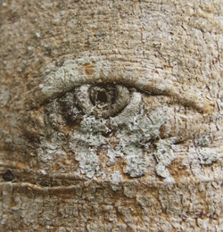 Albero agli occhi