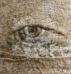 Albero agli occhi