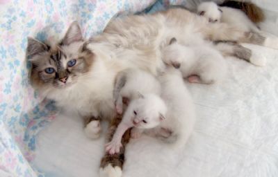 Mamma