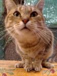 Gli avanzi al gatto