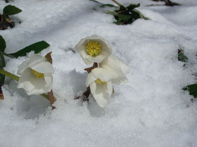 Nevicata Notturna  