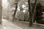Il viale della Vita