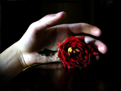 Come appassiscono le rose  