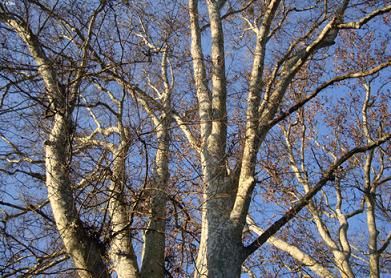 Scoloriti Giardini  