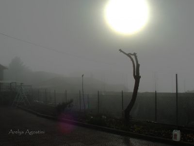 Han talado el rbol