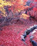 Sono l'autunno