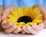 Un nuovo fiore  nato nel mio giardino