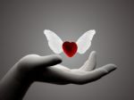 Fragile e Invincibile