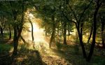Paradiso Verde