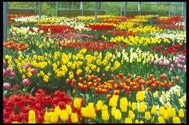 Primavera