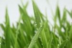 Erba fresca