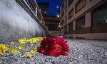 Un fiore, solo un fiore