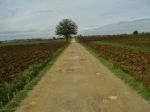 Cammino