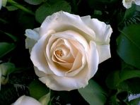 Un fiore