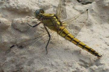 Libellula