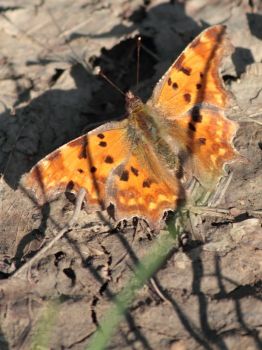 Volando via