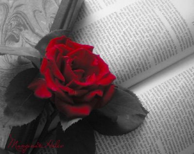 La rosa