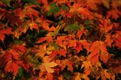 Presto sar autunno