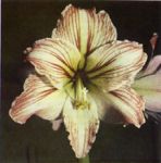 Il fiore