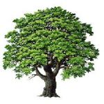 Cera una quercia