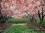 Sar ancora primavera?