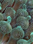 Anemoni