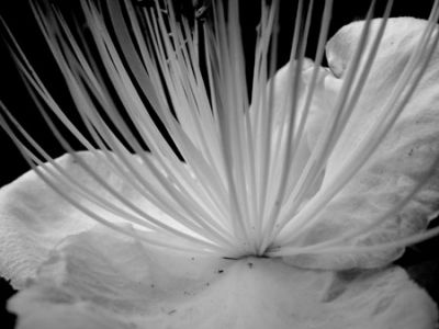Fiore Di Cappero