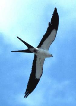 Volare