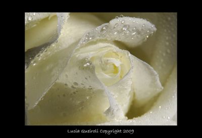 Splende una rosa bianca