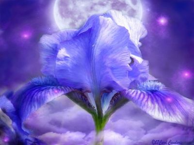 Petali di poesie