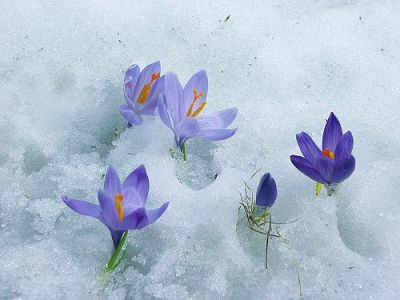 Quando il fiore germoglierà