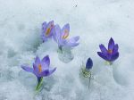 Quando il fiore germoglier