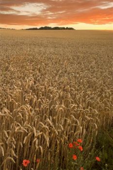 Nel mare di grano