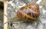 Febbraio
