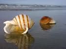 Bassa marea