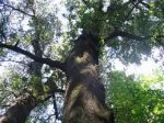 “Ti ringrazio corteccia indurita dal tempo