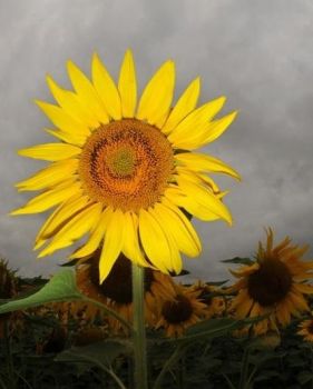 A Chernobyl non crescono più fiori