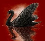 Volo Libero