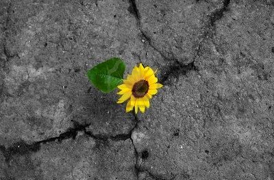 Il Girasole Spentosi