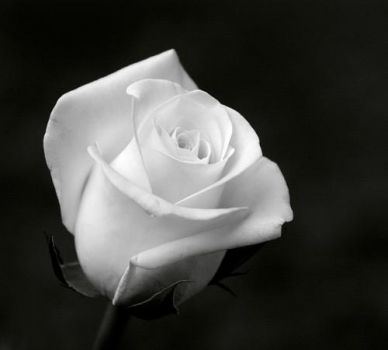 Nessun Dorma