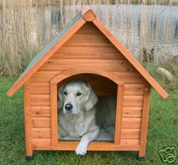 Quel bastardo del mio cane