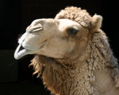 Il cammello