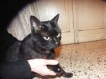 Il gattino zoppo