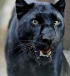 La Pantera