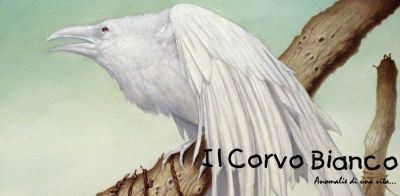 Il Corvo bianco