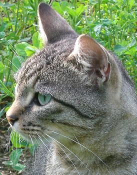 Il gatto