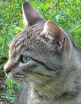 Il gatto